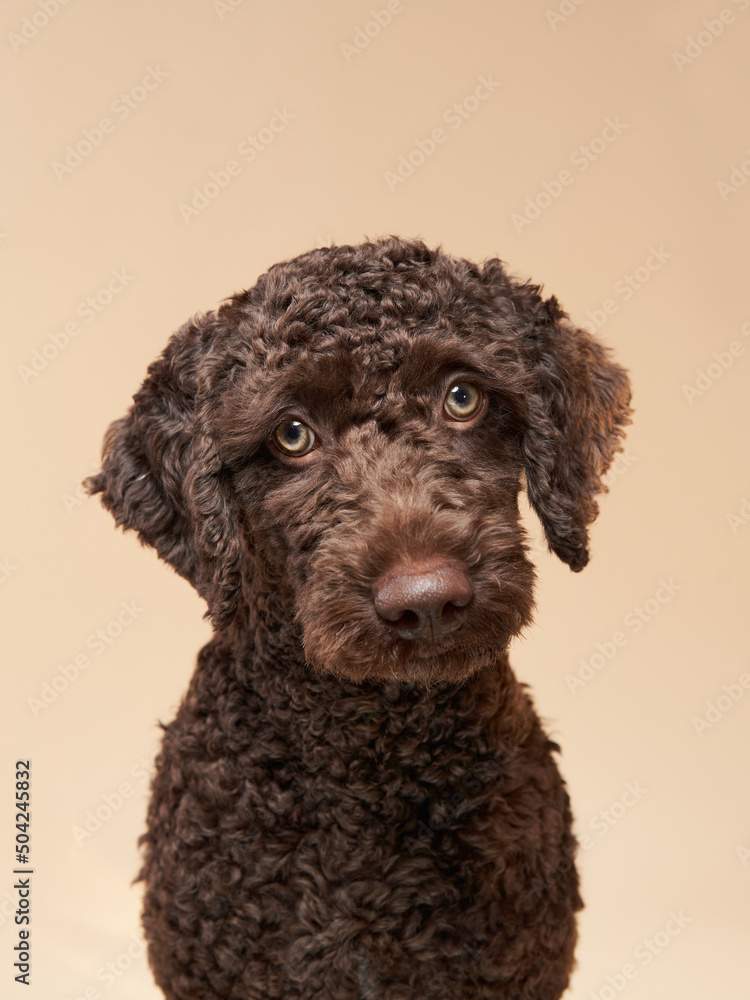 Sweet Spanish Water Dog puppy on a beige background. Portrait of a pet in a photo studio