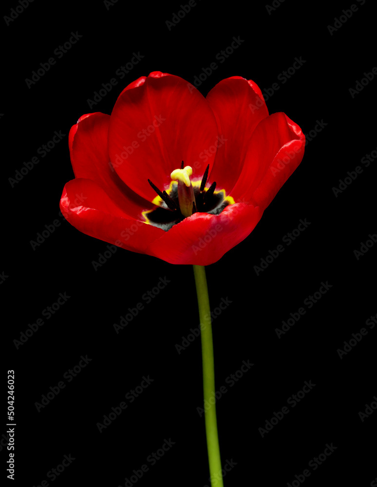 Spring flower Tulips blooming on black background. Spring flower Tulips blooming on black background.