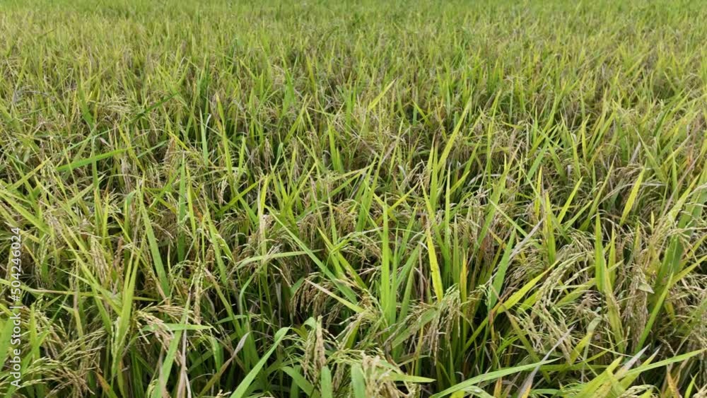 peddy Feild In Bangladesh - Rice Feild