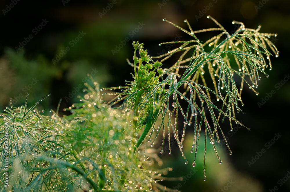 Young dill in the morning in the dew, in the sun Young dill in the morning in the dew, in the sun
