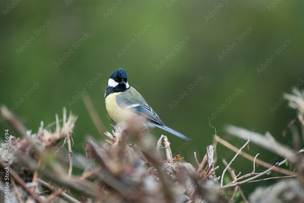 Great tit close up in the hedge Great tit close up in the hedge