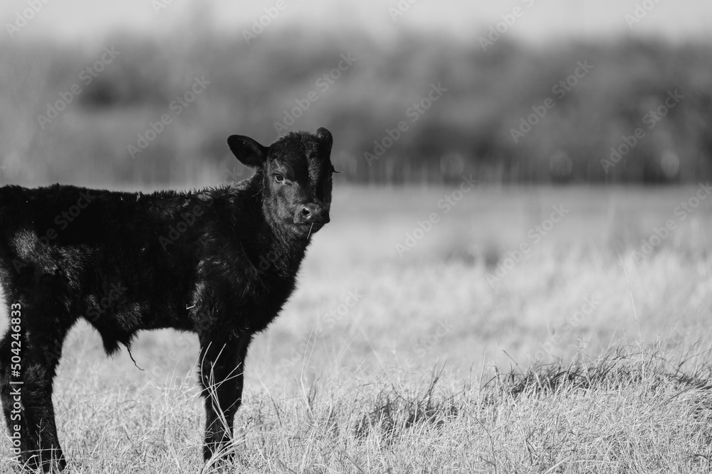 Black angus calf on ranch in rural field with shallow depth of field background. Black angus calf on ranch in rural field with shallow depth of field background.