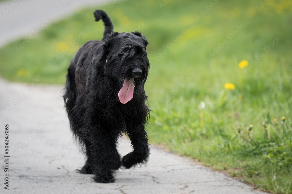 Riesenschnauzer Hund mit schwarzem zotteligen Fell und Zunge draußen läuft im Sommer auf einer Straße entlang einer Wiese mit Gras, Deutschland 