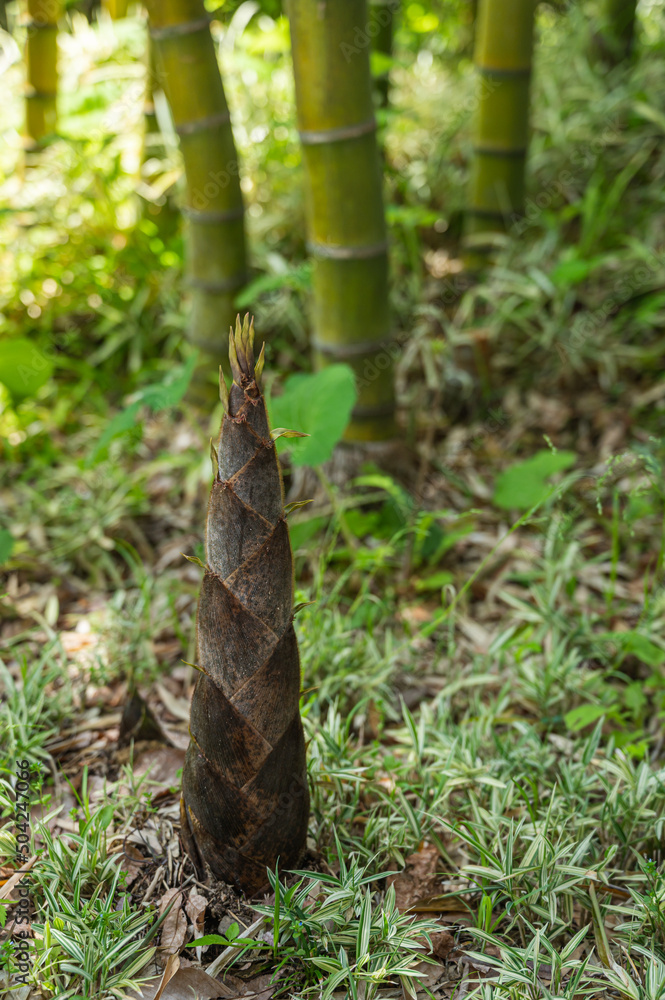 竹林に生えたタケノコ 竹林に生えたタケノコ