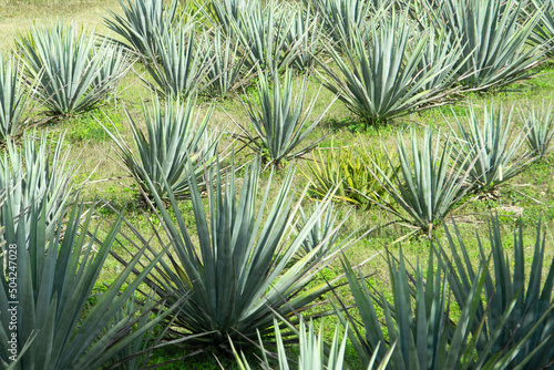 Agricultural planting of blue agave in Mexico. Growing blue agave for making tequila and mezcal