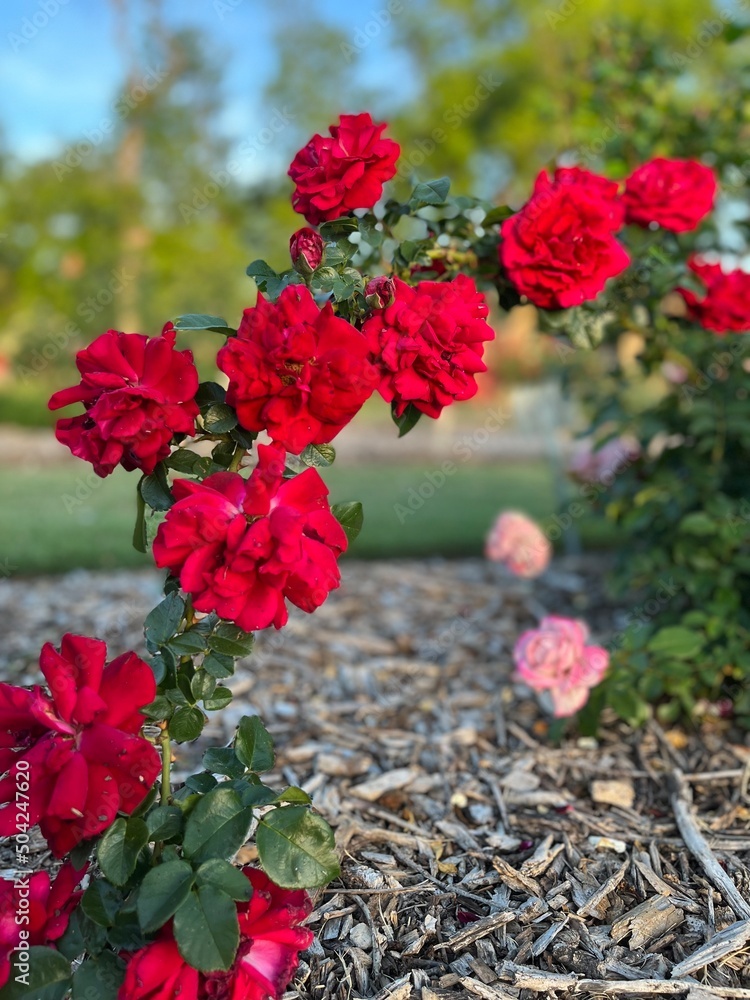 red roses in the garden