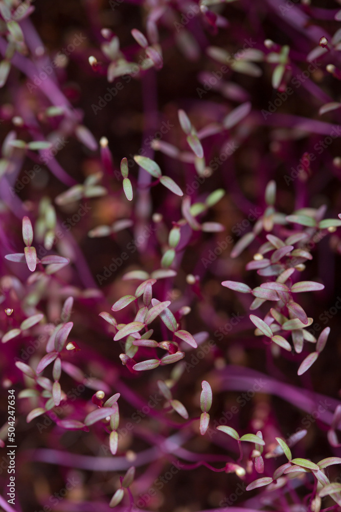 Pink background .  Close up Red Purple Amaranth Micro greens. Copy space, macro