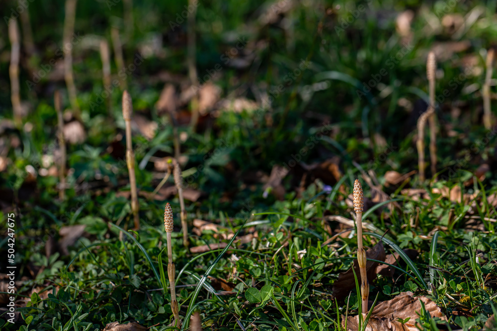 Equisetum arvense flower growing in meadow, close up shoot Equisetum arvense flower growing in meadow, close up shoot