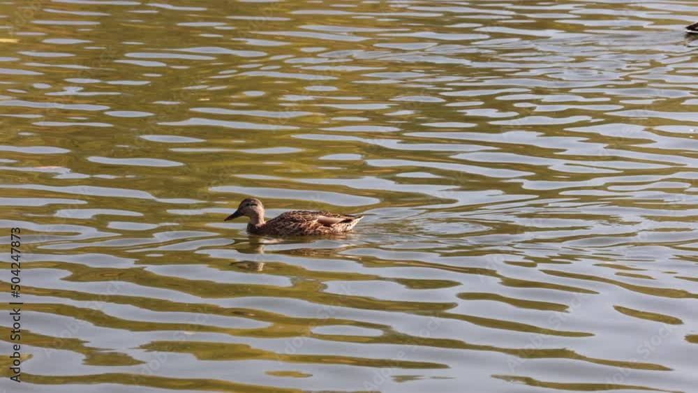 Duck Swimming On A Lake In Sunny Autumn Days. 4k. ProRes. Duck Swimming On A Lake In Sunny Autumn Days. 4k. ProRes.