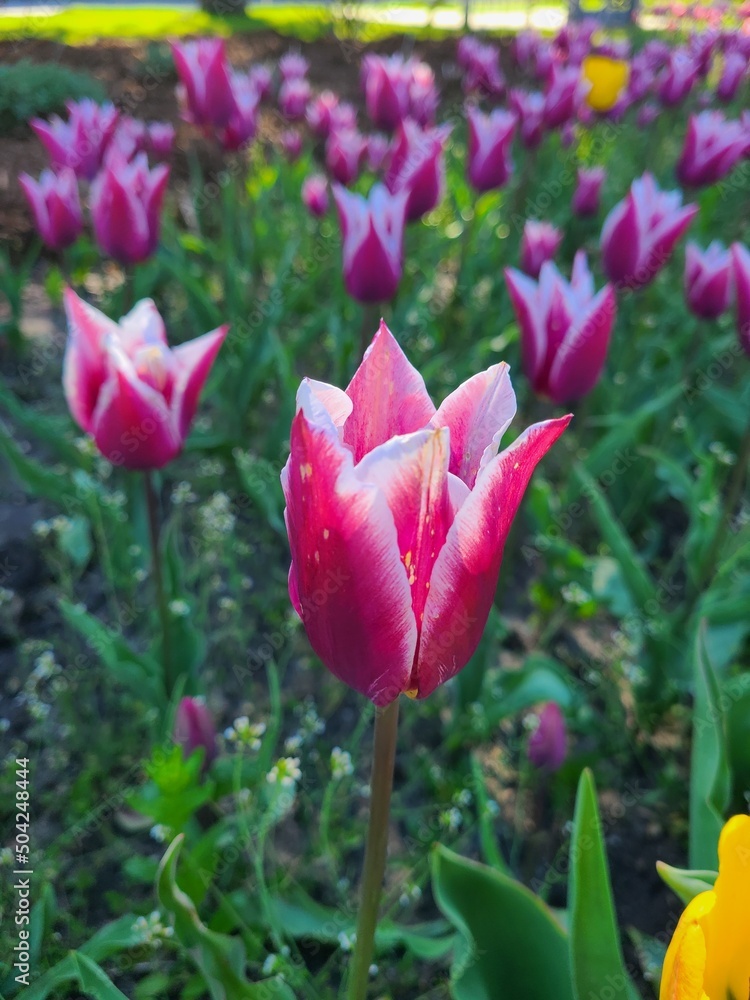 Obraz premium pink and white tulips up close in the garden