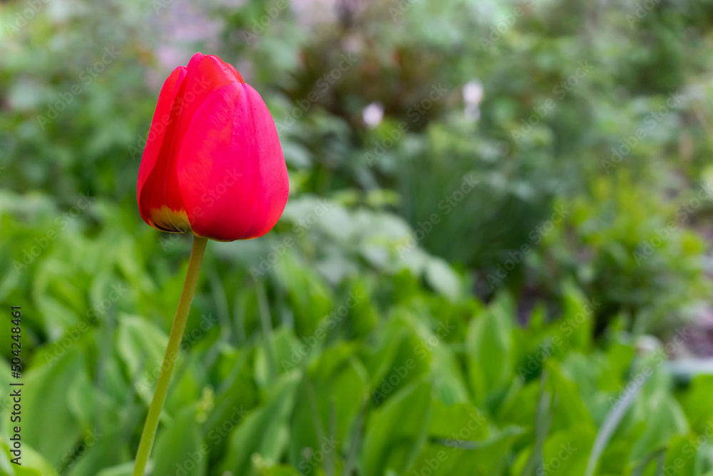 Fototapeta premium Red blooming tulip on a green background