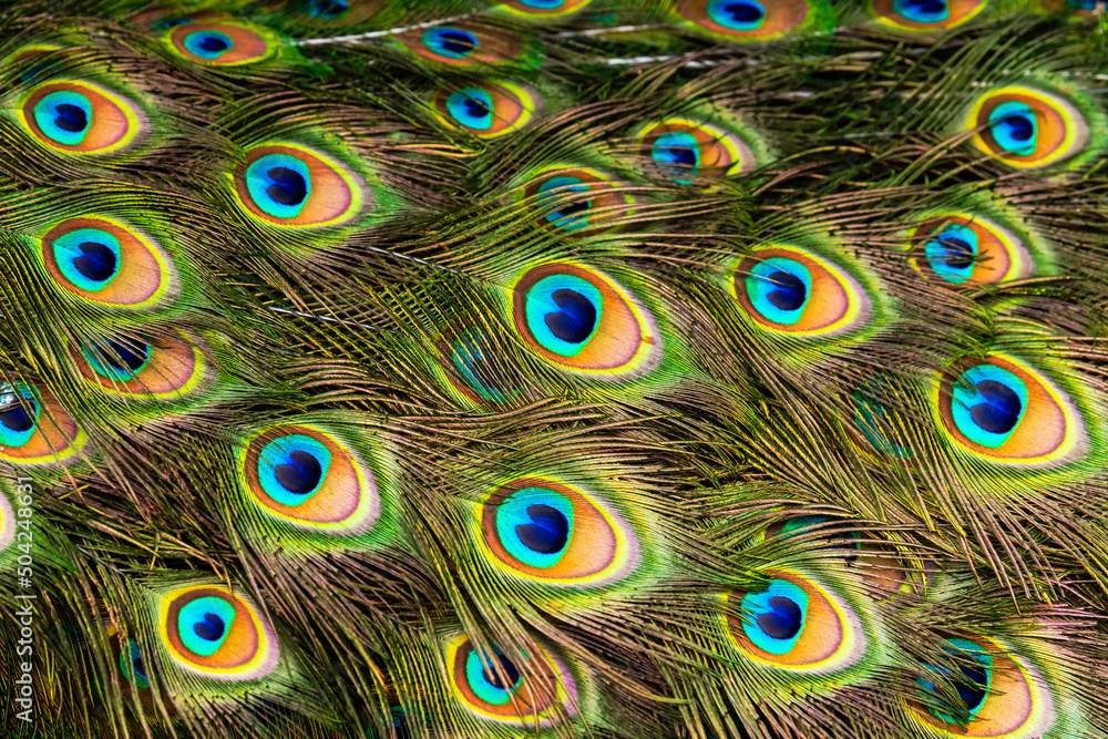 Fototapeta premium Die Schwanzfedern eines männlichen Pfau