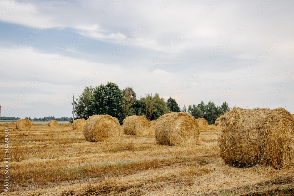 Yellow golden straw bales of hay in the stubble field, agricultural field under a blue sky with clouds