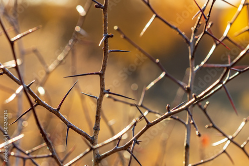 branches with thorns on the bushes, background autumn foliage blurred background