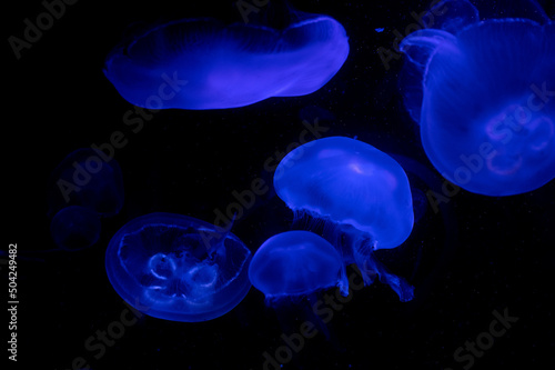 Blue Jellyfish in the Darkness 