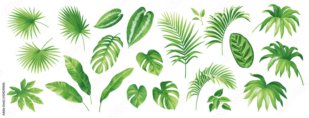 Tropical leaves collection. Hawaiian plants set. Botanical illustration. Vector elements isolated on a white background. 