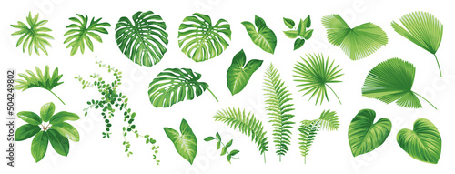 Canvas Tropical leaves collection