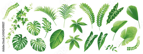 Tropical leaves collection. Hawaiian plants set. Botanical illustration. Vector elements isolated on a white background. 