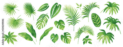 Tropical leaves collection. Hawaiian plants set. Botanical illustration. Vector elements isolated on a white background. 