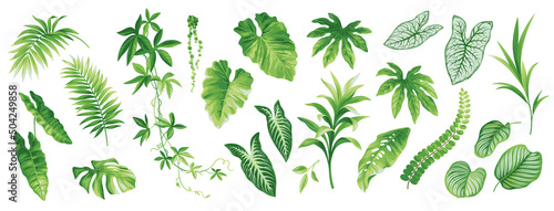 Tropical leaves collection. Hawaiian plants set. Botanical illustration. Vector elements isolated on a white background. 
