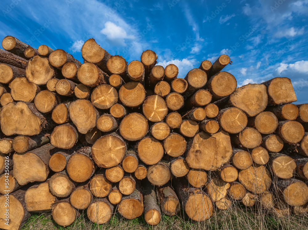 Landsape wiht a pile of wood Landsape wiht a pile of wood