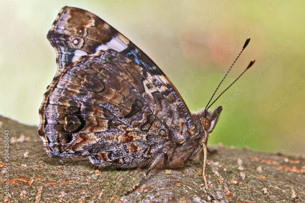 Fototapeta premium Butterfly Vanessa atalanta. The underside of the hindwings is brownish, with a marble pattern. There is a light spot near the leading edge of the rear wing.