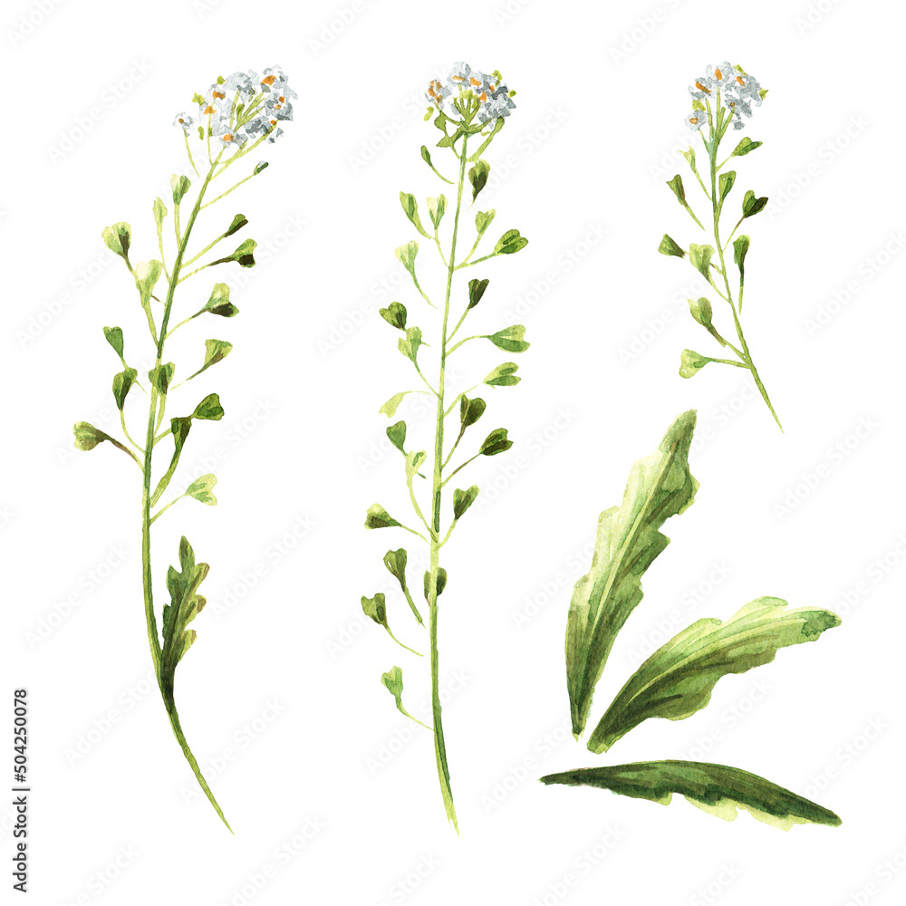 Field flowers, medicinal plant. Blooming shepherd's bag or Capsella bursa pastoris set. Hand  drawn watercolor  illustration isolated on white background