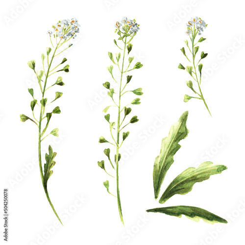 Field flowers, medicinal plant. Blooming shepherd's bag or Capsella bursa pastoris set. Hand drawn watercolor illustration isolated on white background
