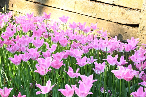 Pink tulips background. Beautiful tulip in the meadow. Flower bud in spring in the sunlight. Flowerbed with flowers. Tulip close-up. Pink flower
