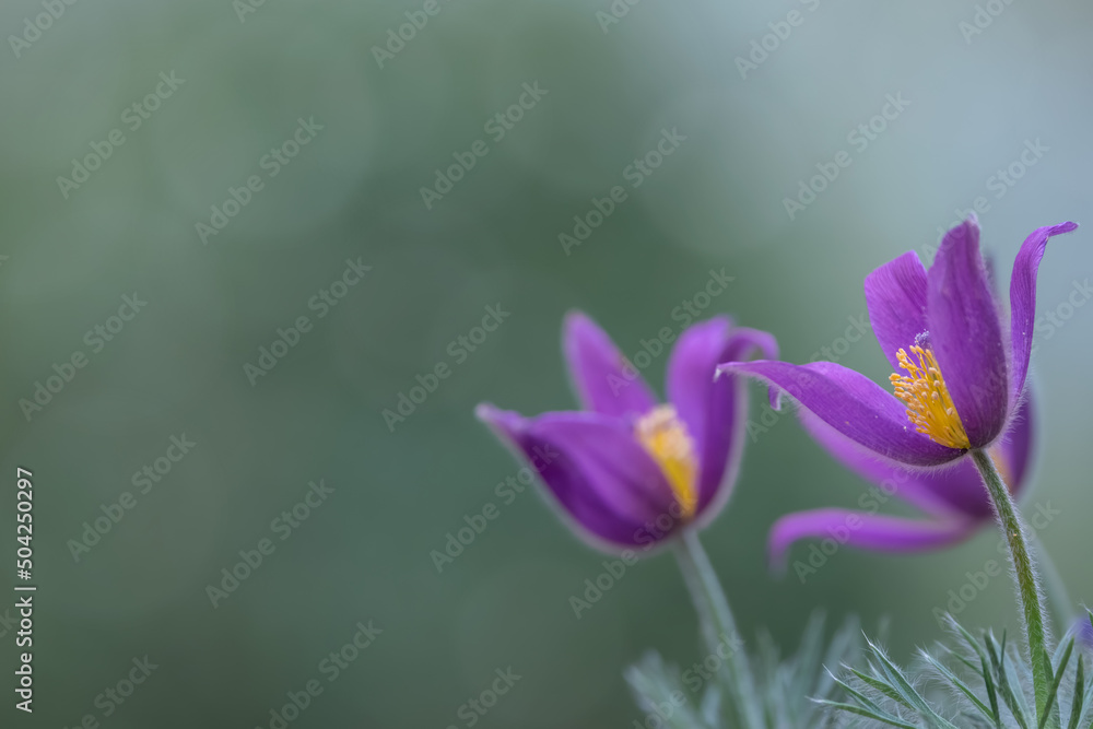 Close up view of Pasque wildflowers with shallow depth of field. Close up view of Pasque wildflowers with shallow depth of field.
