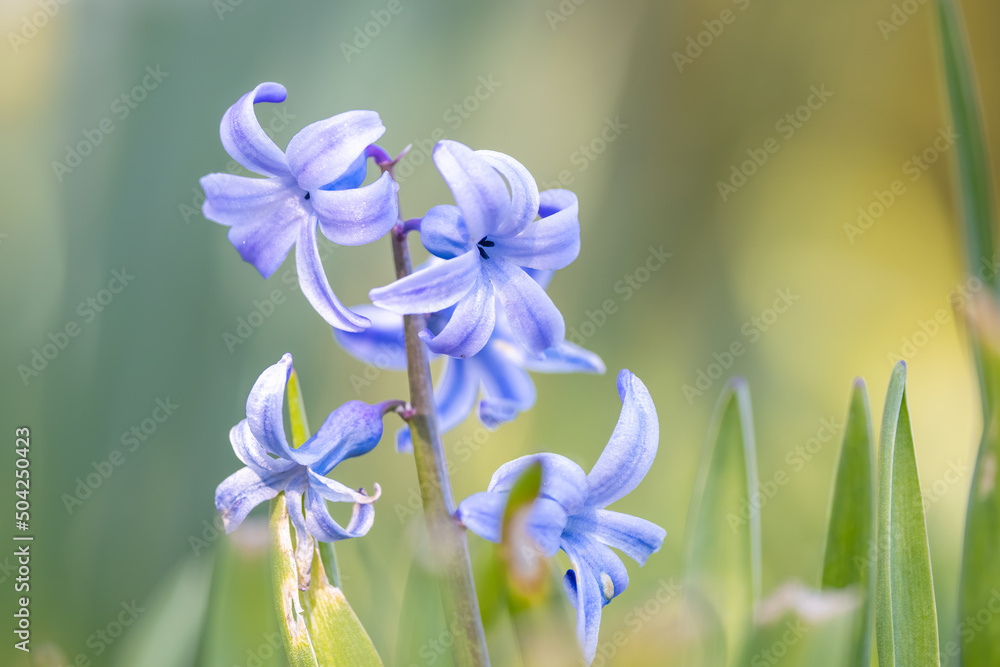 Close up view of Hyacinth plant in the garden .