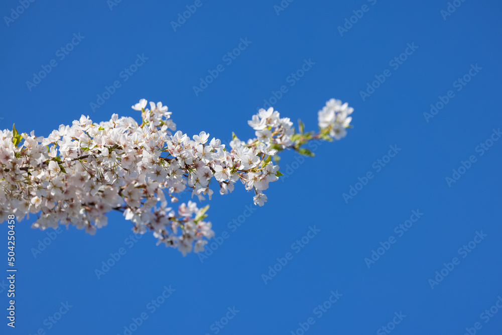 Close up view of Apple blossom tree branch against blue sky.