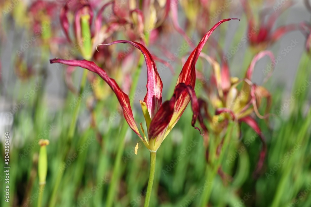 All in all, Tulip acuminata makes for a stunning display, especially when planted en masse or in generous clumps. You'll be thinking of flaming phoenixes