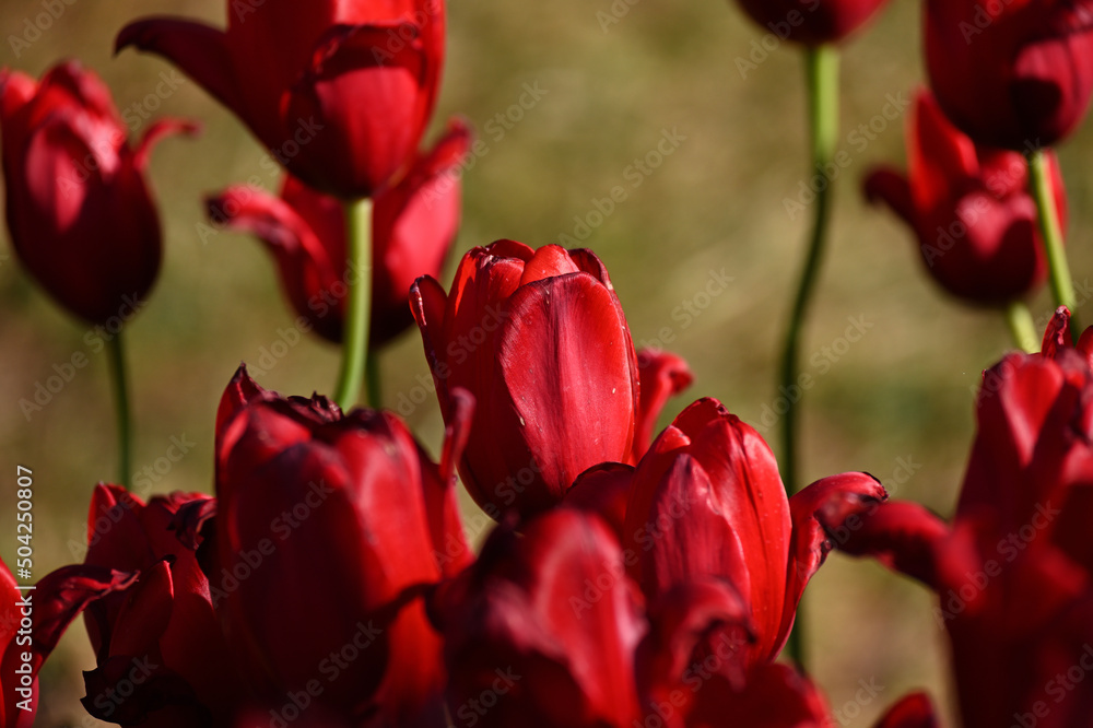 Red tulips background. Beautiful tulip in the meadow. Flower bud in spring in the sunlight. Flowerbed with flowers. Tulip close-up. Red flower Red tulips background. Beautiful tulip in the meadow. Flower bud in spring in the sunlight. Flowerbed with flowers. Tulip close-up. Red flower