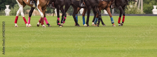 equestrian Horse polo on the grass. Lots of horse leg players on the green lawn for playing equestrian polo. Start of chakker