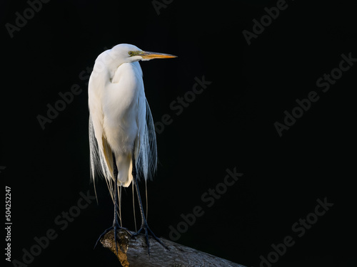 Great Egret closeup portrait on black background in early morning