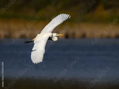 Great Egret in flight over pond with reeds in spring © FotoRequest