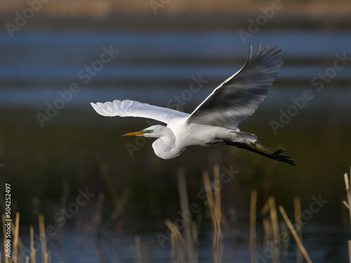 Great Egret in flight over pond with reeds in spring