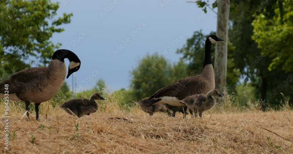 Slow motion of family of geese with goslings Slow motion of family of geese with goslings