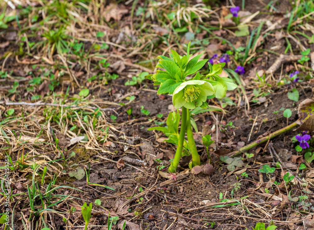 spring, morning on a mountain plateau, flowering plants, awakening in nature and the birth of a new life.* spring, morning on a mountain plateau, flowering plants, awakening in nature and the birth of a new life.*