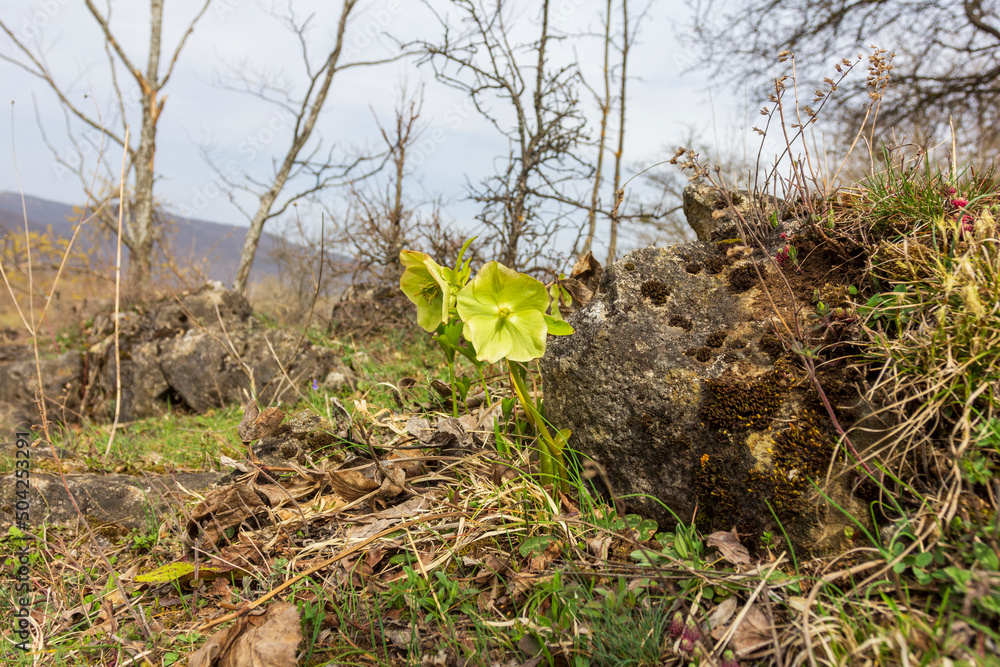 spring, morning on a mountain plateau, flowering plants, awakening in nature and the birth of a new life.* spring, morning on a mountain plateau, flowering plants, awakening in nature and the birth of a new life.*