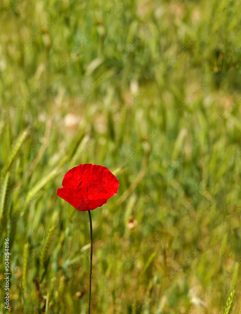 Fototapeta premium red poppy in the field