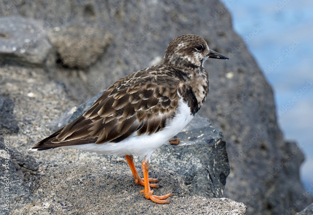Ruddy Turnstone Bird perched on rock in Lanzarote. Ruddy Turnstone Bird perched on rock in Lanzarote.