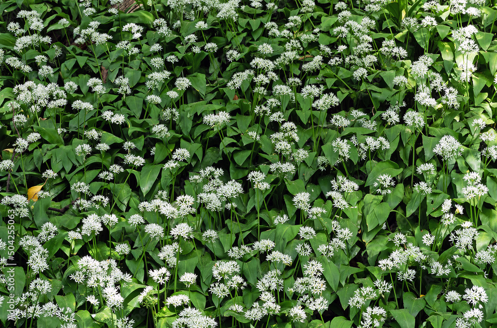 Bear's garlic, allium ursinum, blooming in the forest Bear's garlic, allium ursinum, blooming in the forest