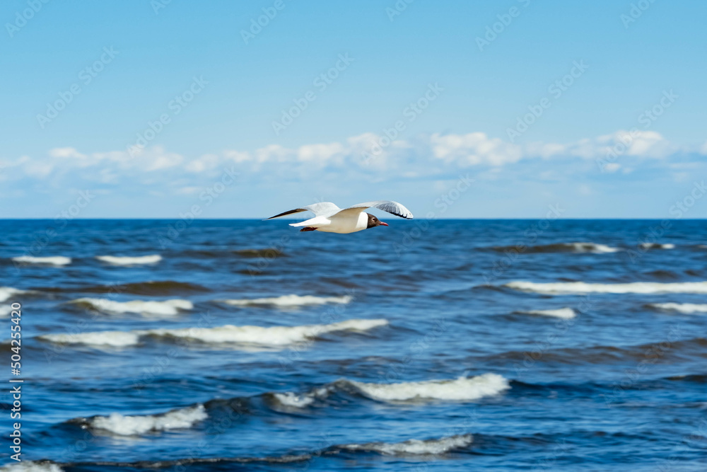 seagull bird in flight with wings spread in sky