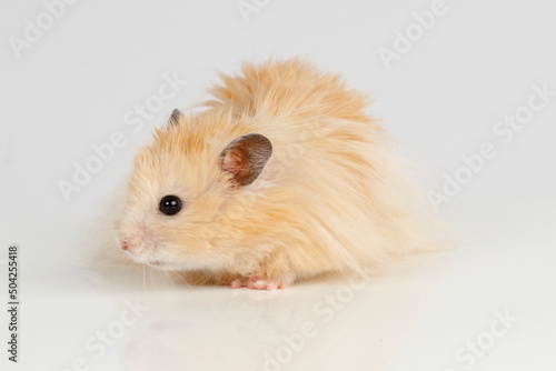 fluffy Syrian hamster on a light background