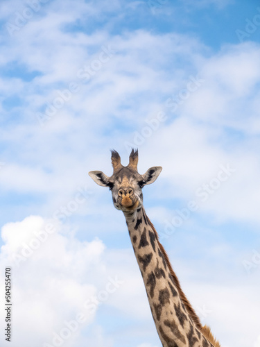 Funny giraffe portrait in the wild on a blue sky background  © Pelayo
