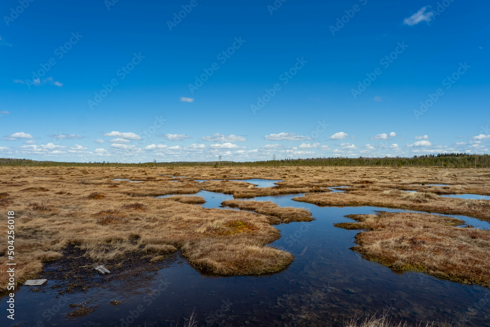 Spring landscape in the swamp. small swamp lakes, mosses and pines. small islands of swamp water. Spring marsch Landscape. Small Lake with Swamp Islands