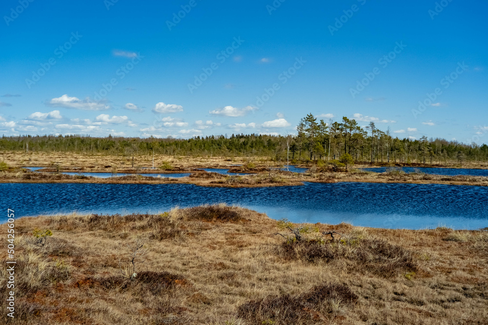Spring landscape in the swamp. small swamp lakes, mosses and pines. small islands of swamp water. Spring marsch Landscape. Small Lake with Swamp Islands.