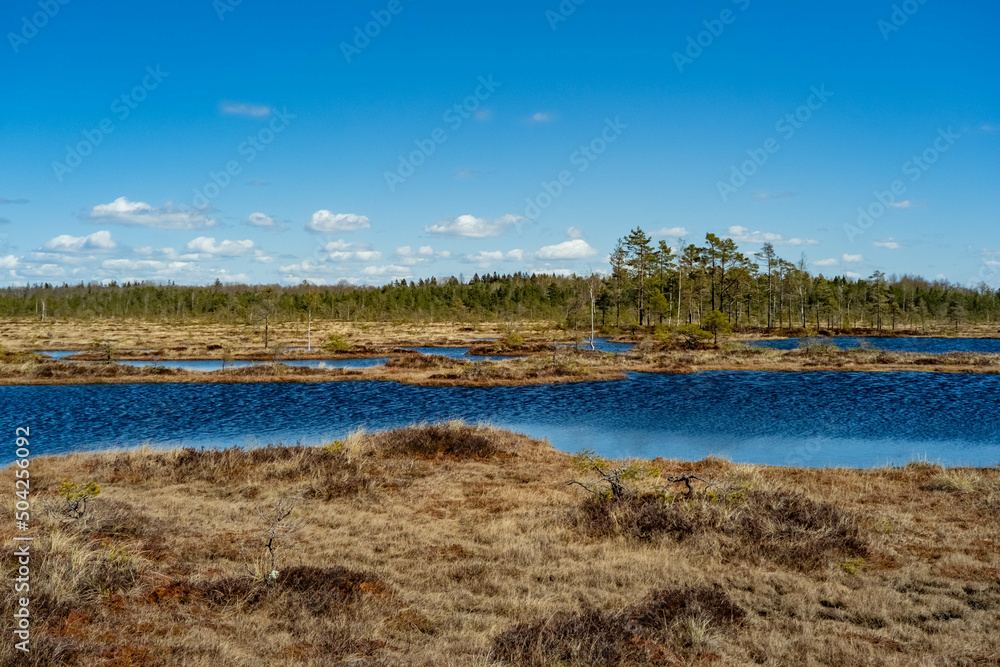 Spring landscape in the swamp. small swamp lakes, mosses and pines. small islands of swamp water. Spring marsch Landscape. Small Lake with Swamp Islands.